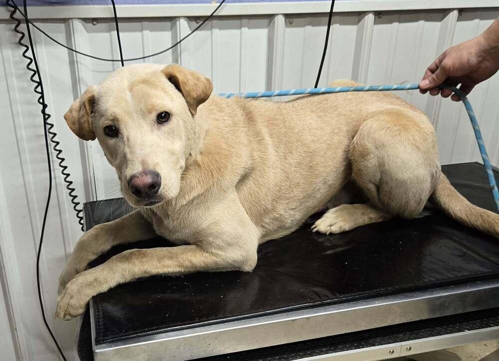 Enlarge Schuster, a Adoptable mixed breed in Waverly, OH image 1/1