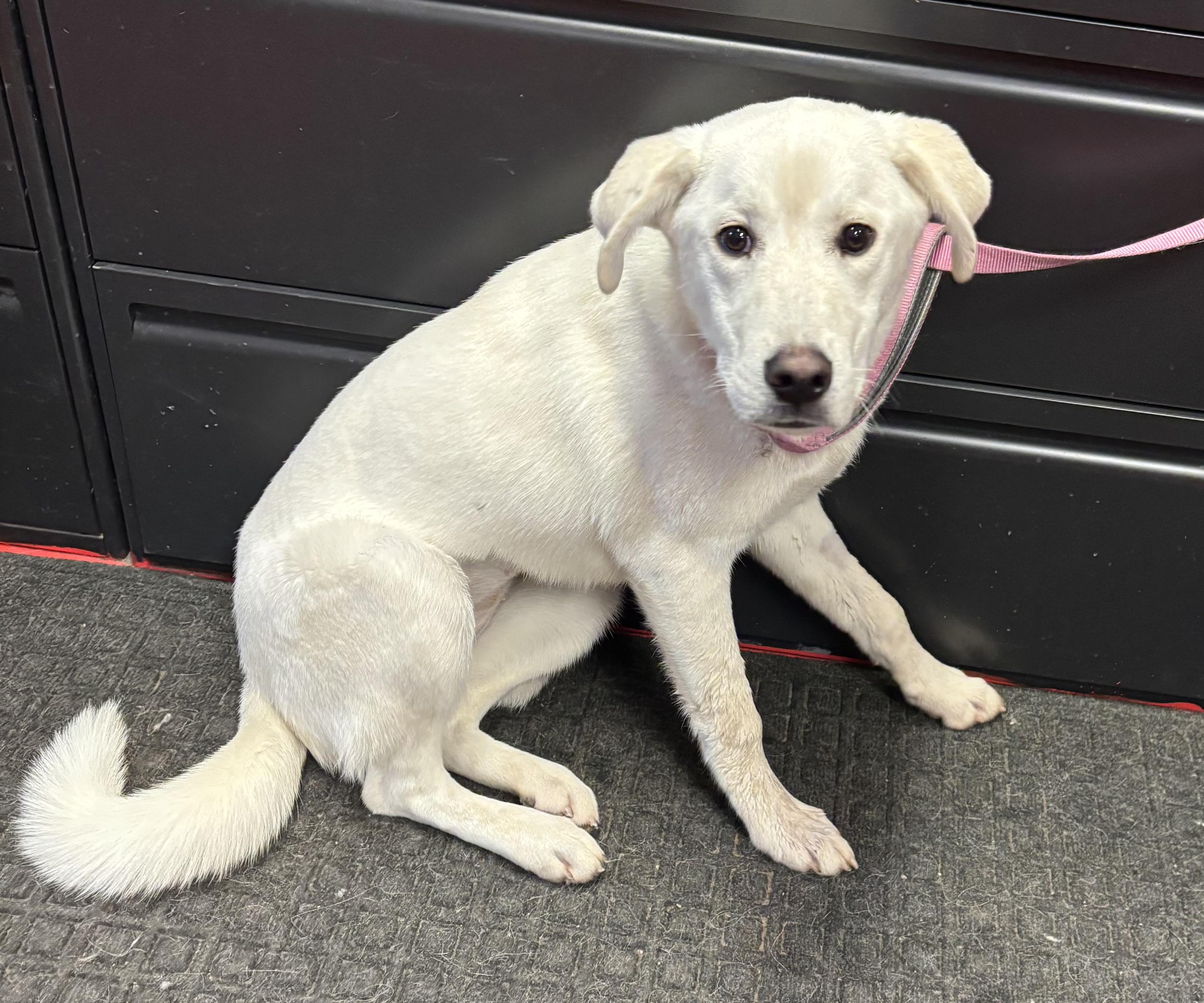 Enlarge Irene, an adoptable mixed breed in Lakewood, CO image 2/3