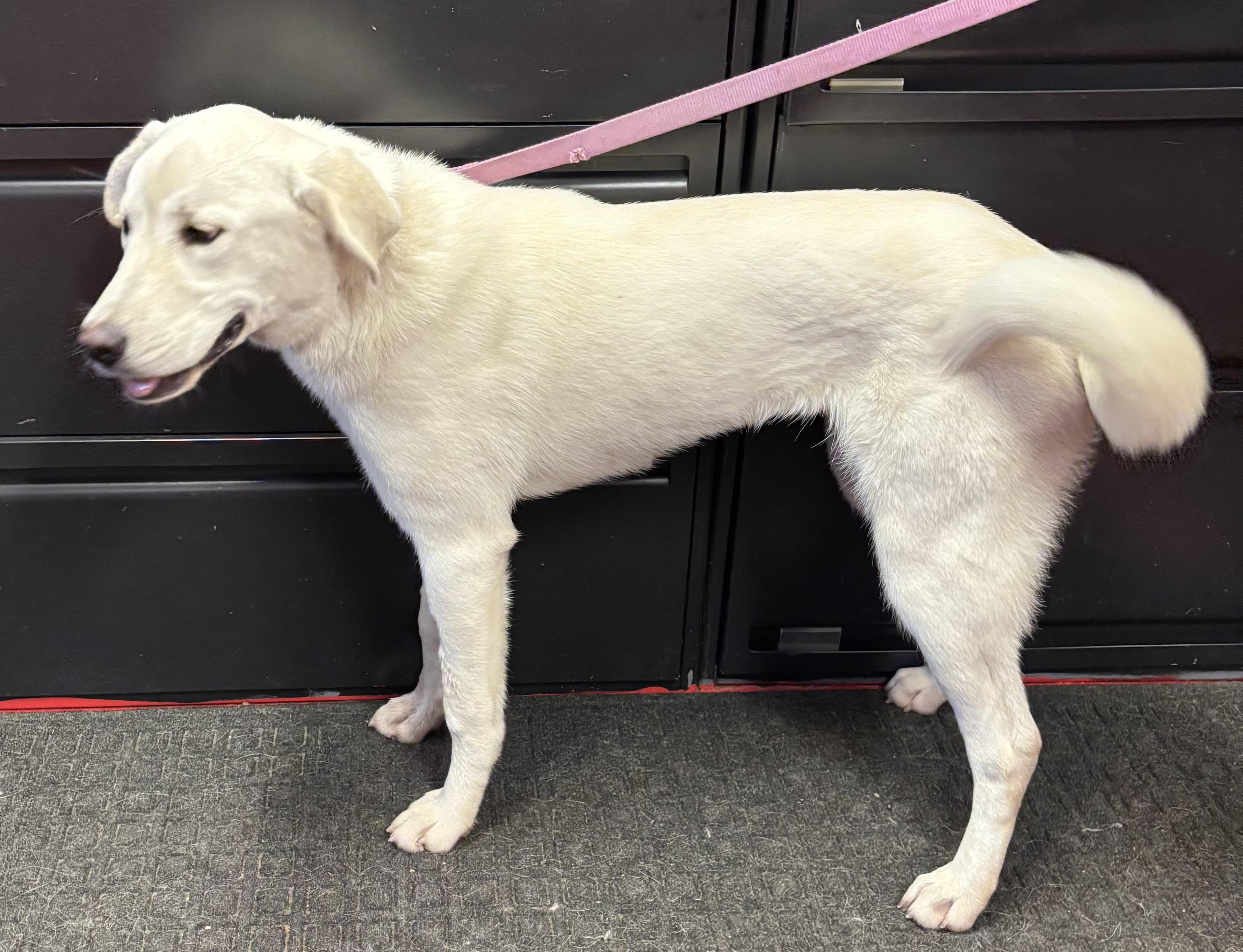 Irene, adoptable, Young Female Labrador Retriever.