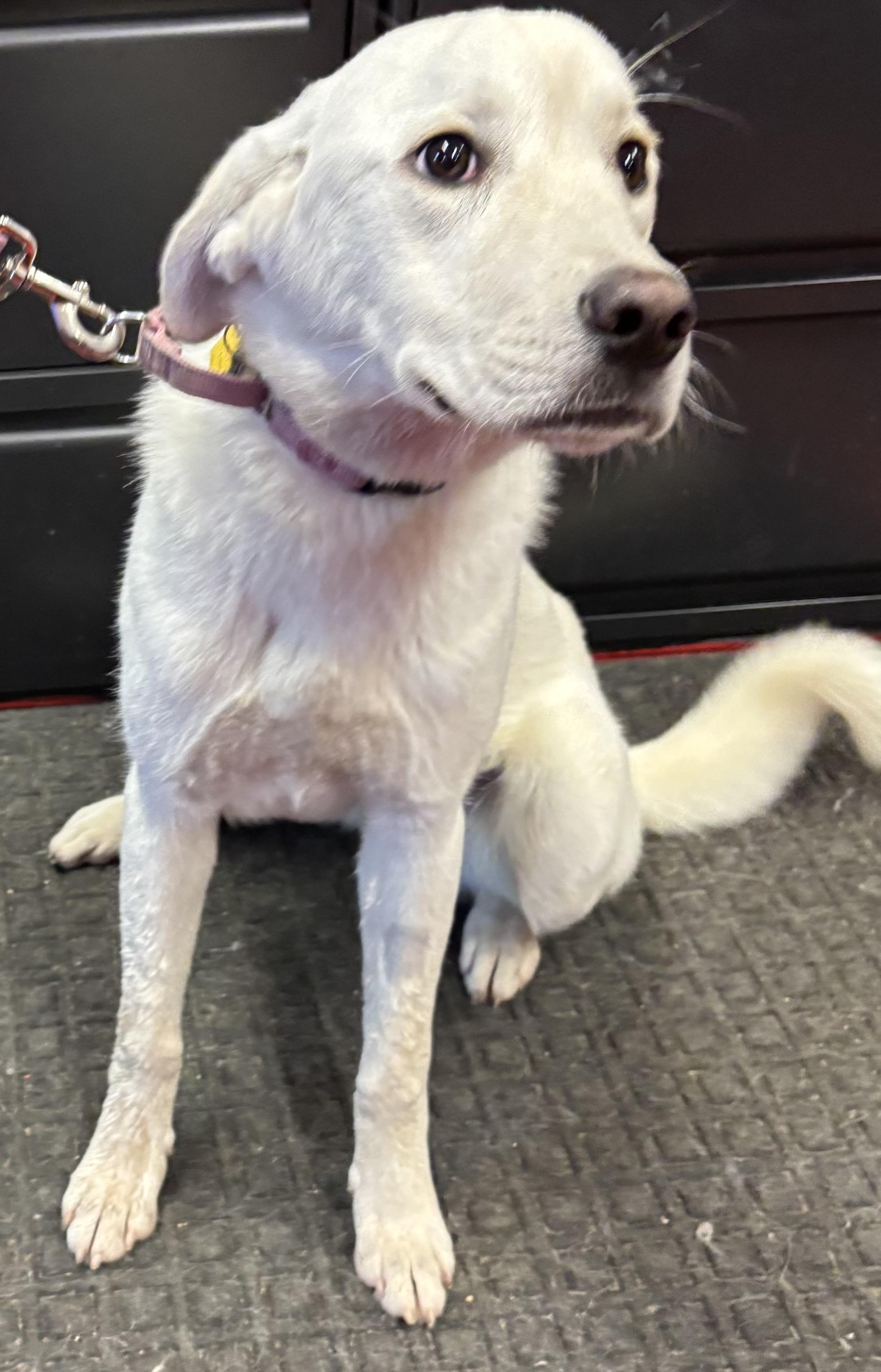 Enlarge Irene, an adoptable mixed breed in Lakewood, CO image 3/3