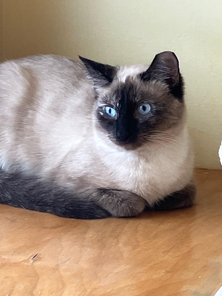 Fiona, Adoptable, Young Female Siamese.