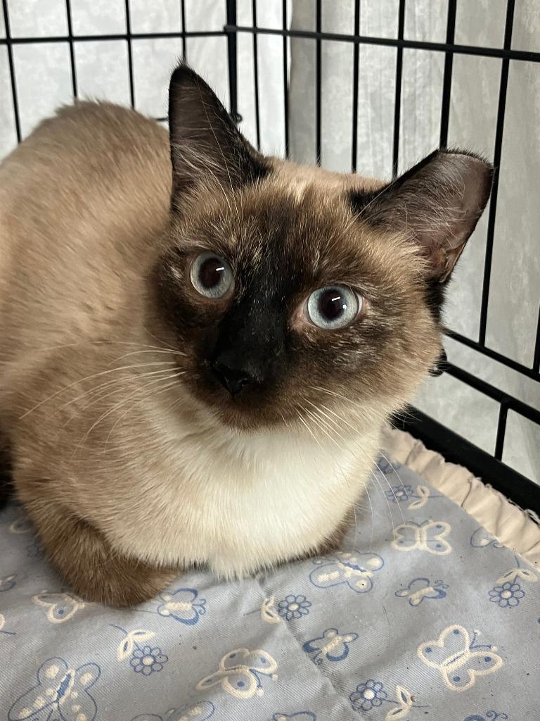 Enlarge Fiona, a Adoptable Siamese in Lunenburg, MA image 2/2