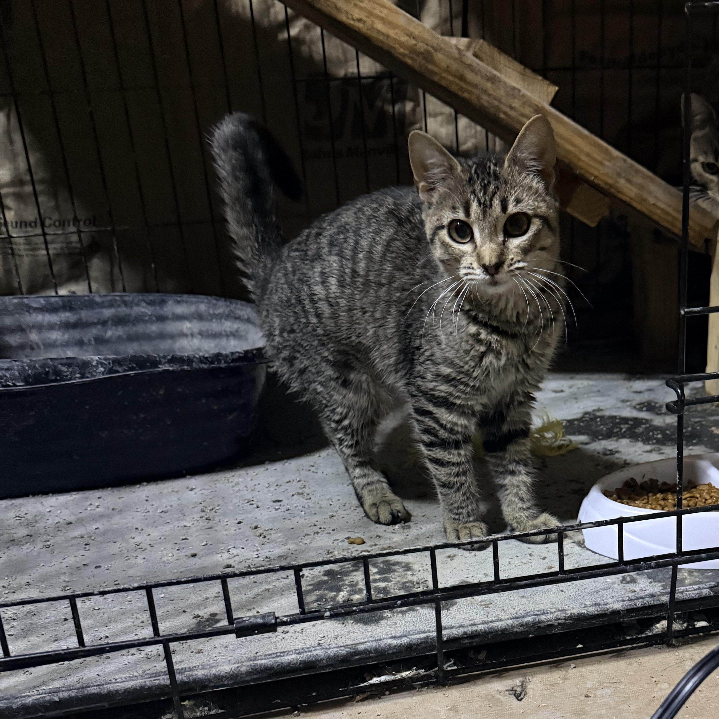 Enlarge Allegra and Marbles , a ADOPTABLE Domestic Short Hair in Leesville, LA image 1/4