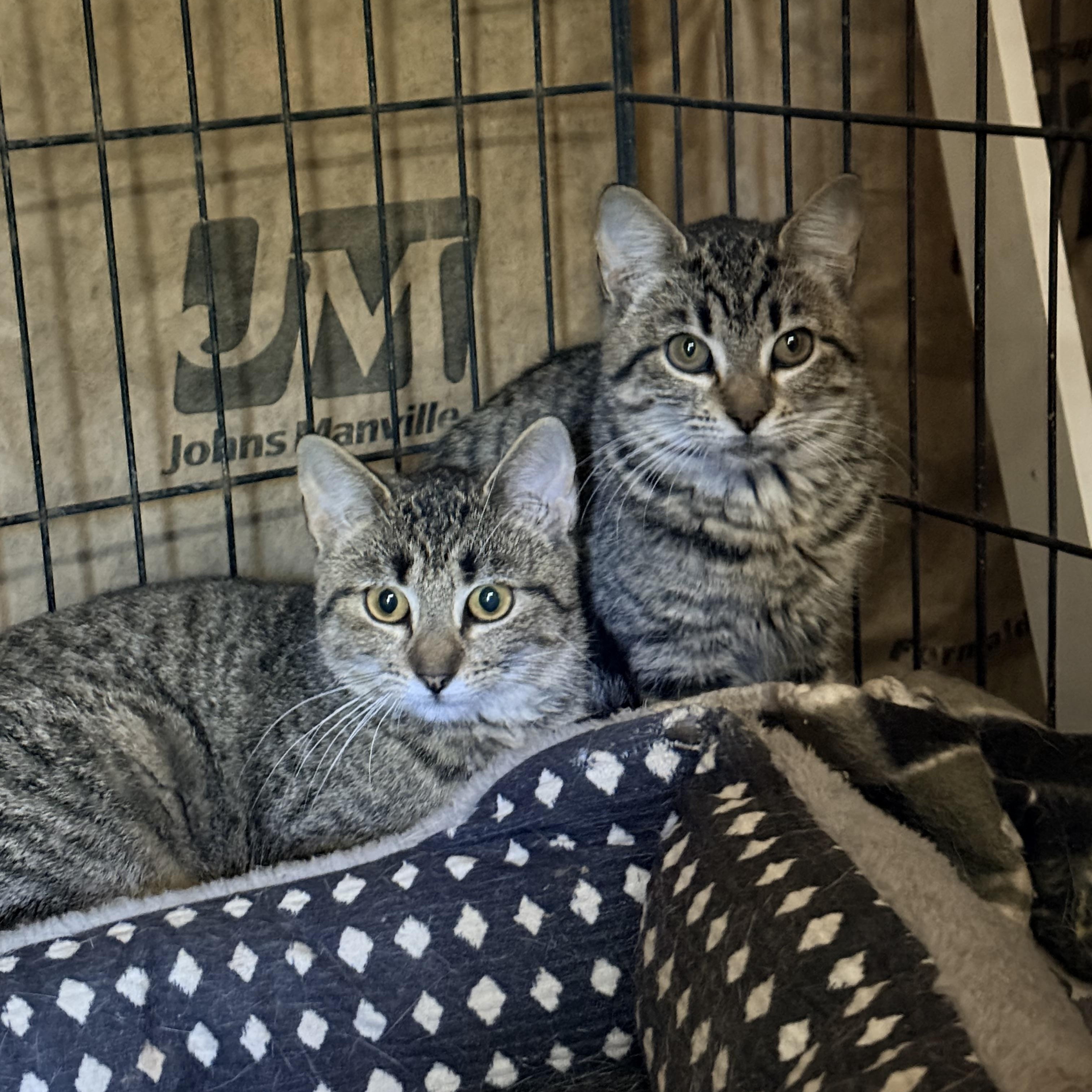 Enlarge Allegra and Marbles , a ADOPTABLE Domestic Short Hair in Leesville, LA image 2/4