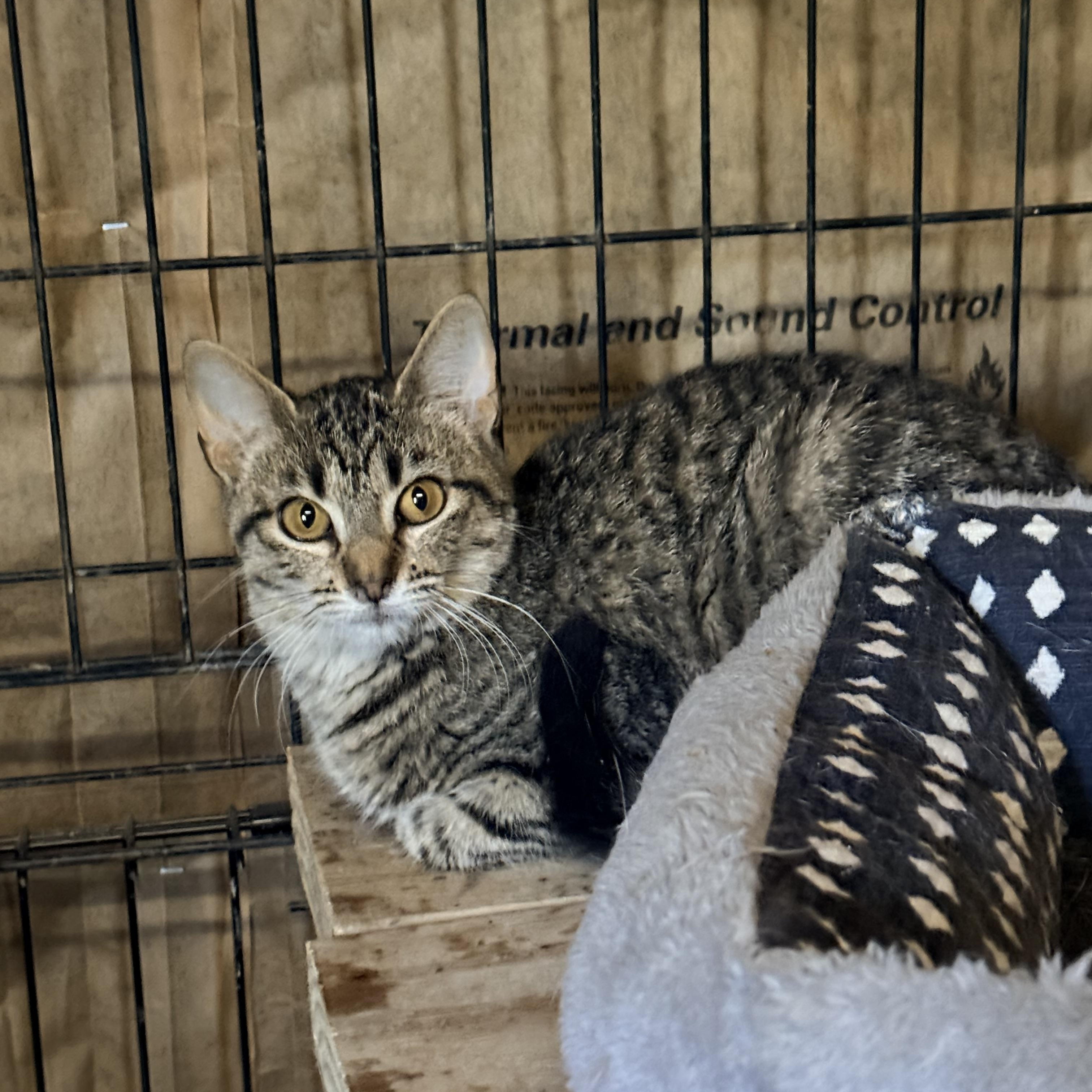 Enlarge Allegra and Marbles , a ADOPTABLE Domestic Short Hair in Leesville, LA image 3/4