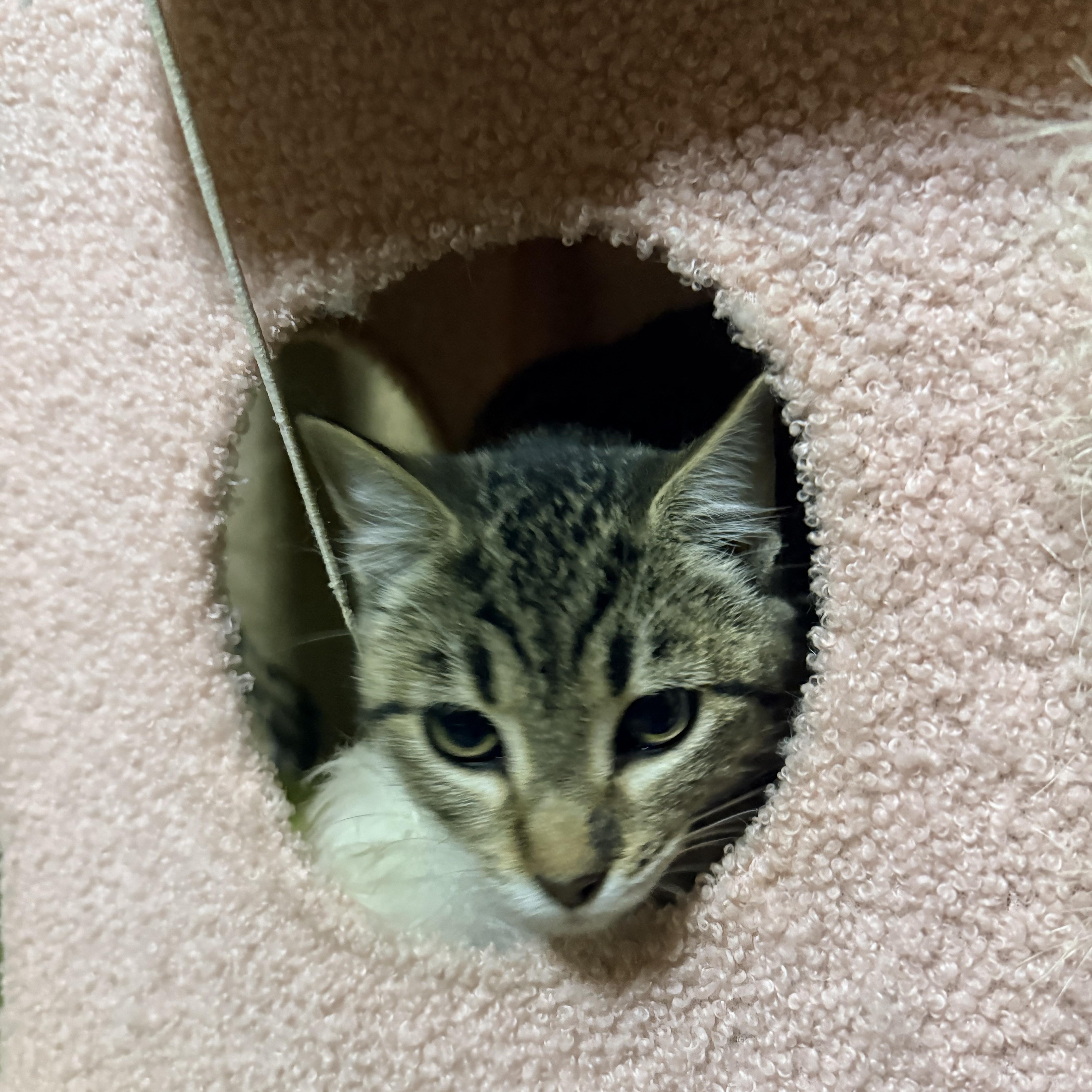 Enlarge Allegra and Marbles , a ADOPTABLE Domestic Short Hair in Leesville, LA image 4/4