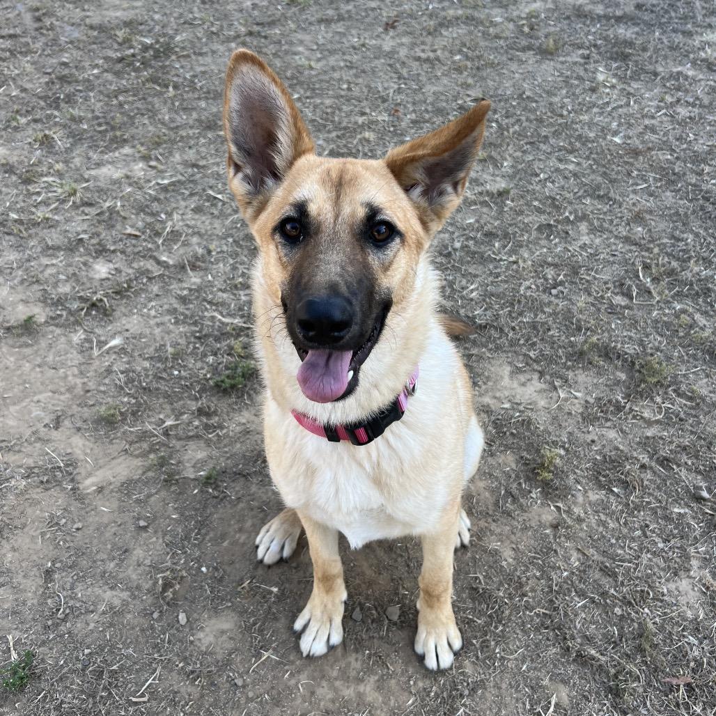 Juliana, Adoptable, Young Female German Shepherd Dog.