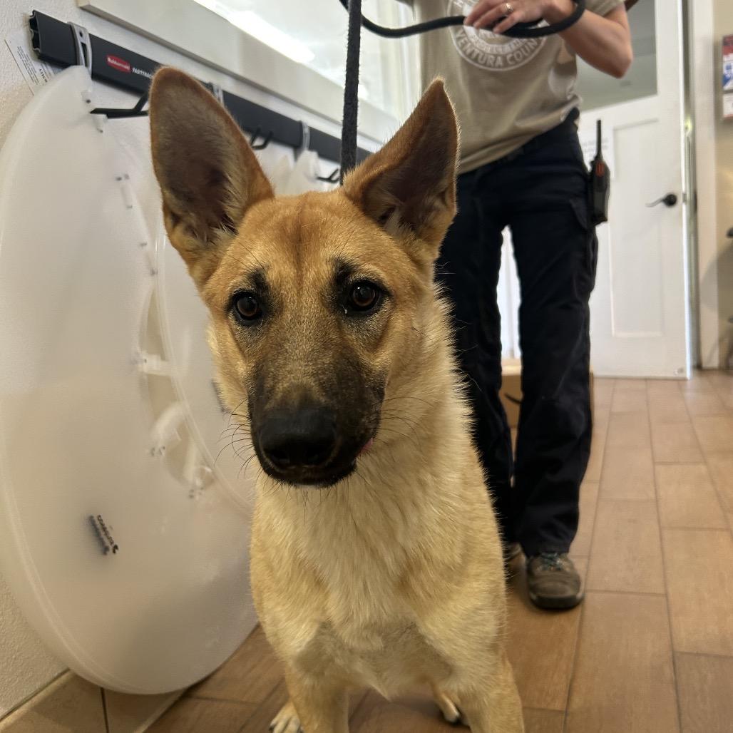 Enlarge Juliana, a Adoptable German Shepherd Dog in Ojai, CA image 2/4