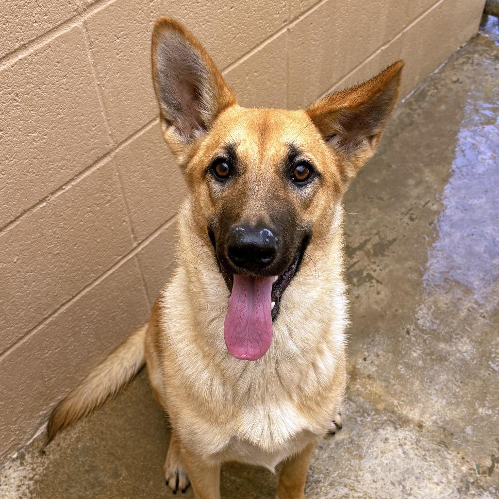 Enlarge Juliana, a Adoptable German Shepherd Dog in Ojai, CA image 3/4