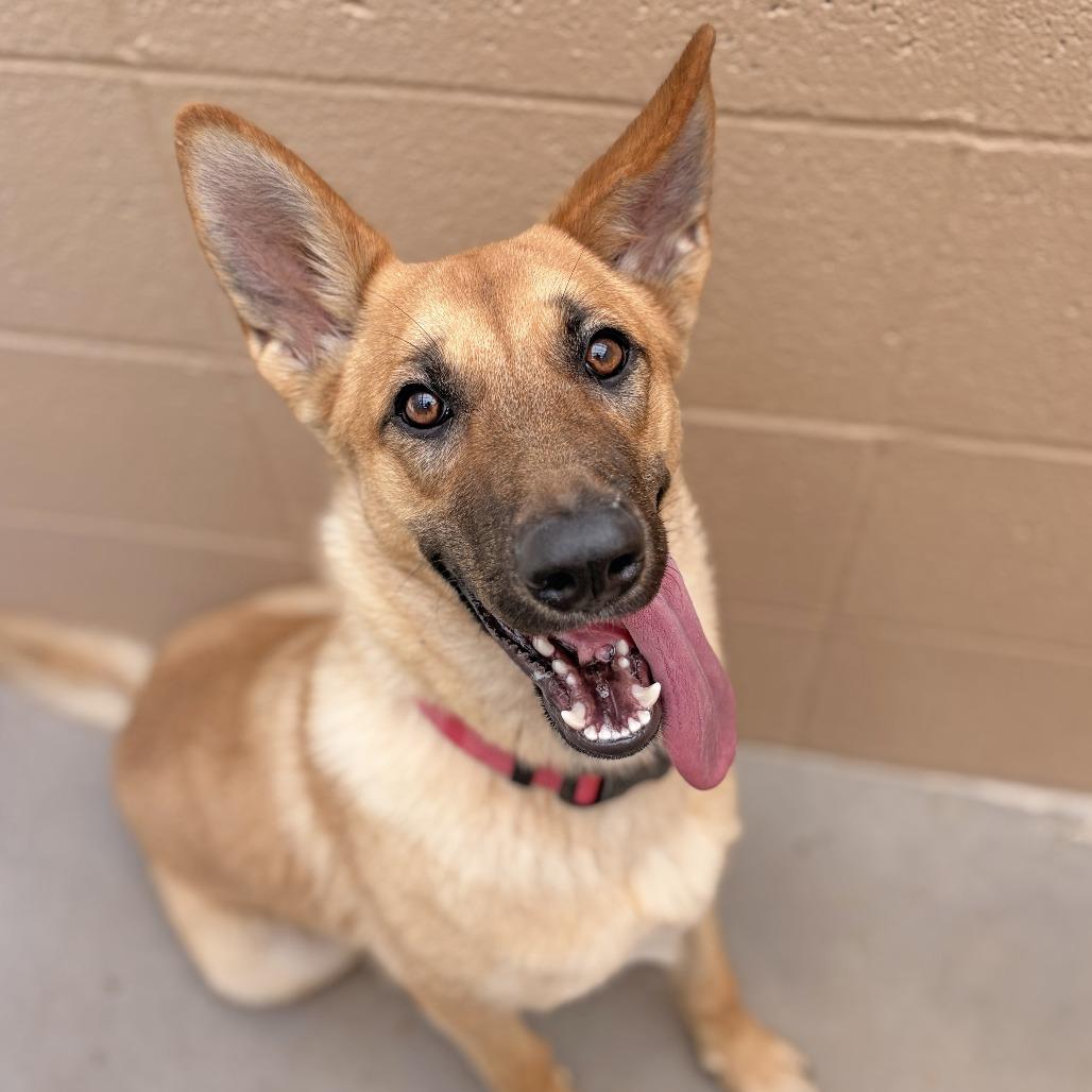 Enlarge Juliana, a Adoptable German Shepherd Dog in Ojai, CA image 4/4