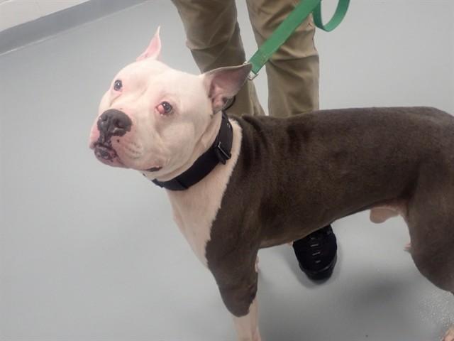 LUCA, Adoptable, Adult Male Pit Bull Terrier.