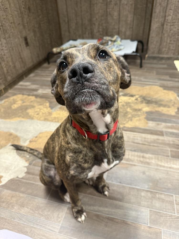 Enlarge Nora, a Adoptable mixed breed in Groveland, MA image 1/4