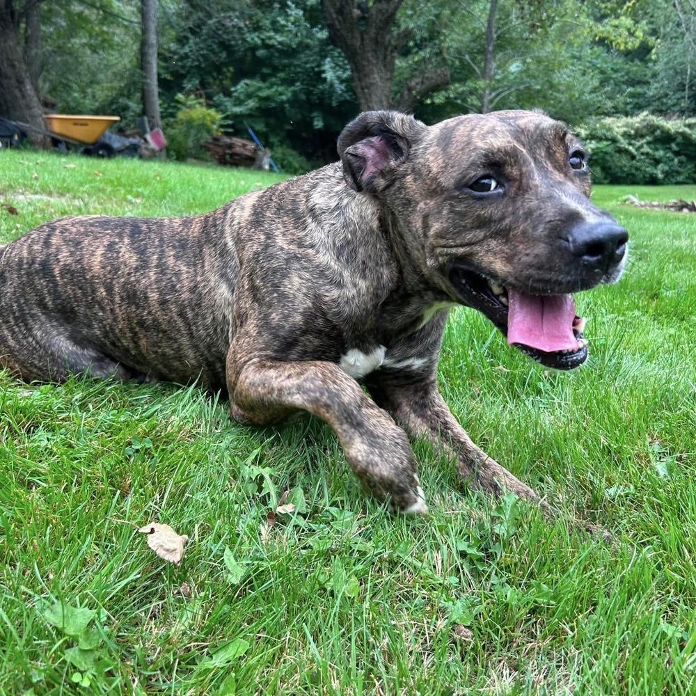 Enlarge Nora, a Adoptable mixed breed in Groveland, MA image 2/4