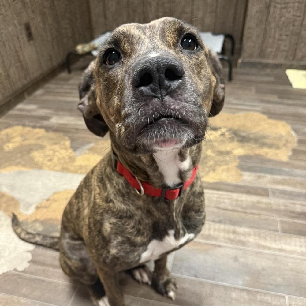 Enlarge Nora, a Adoptable mixed breed in Groveland, MA image 3/4