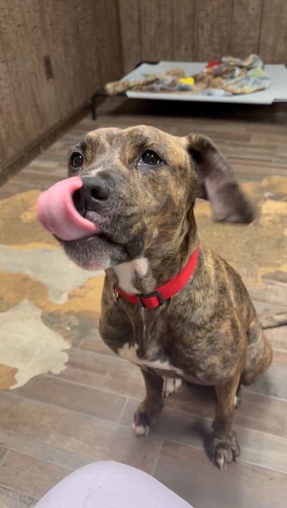 Enlarge Nora, a Adoptable mixed breed in Groveland, MA video 4/4