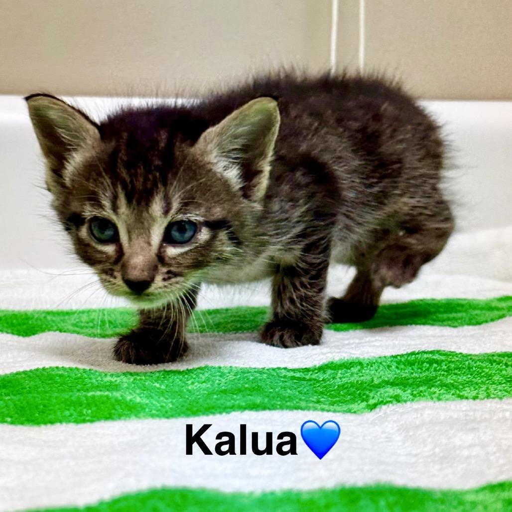 Enlarge Kalua, a Adoptable Domestic Short Hair in Peachtree City, GA image 3/3