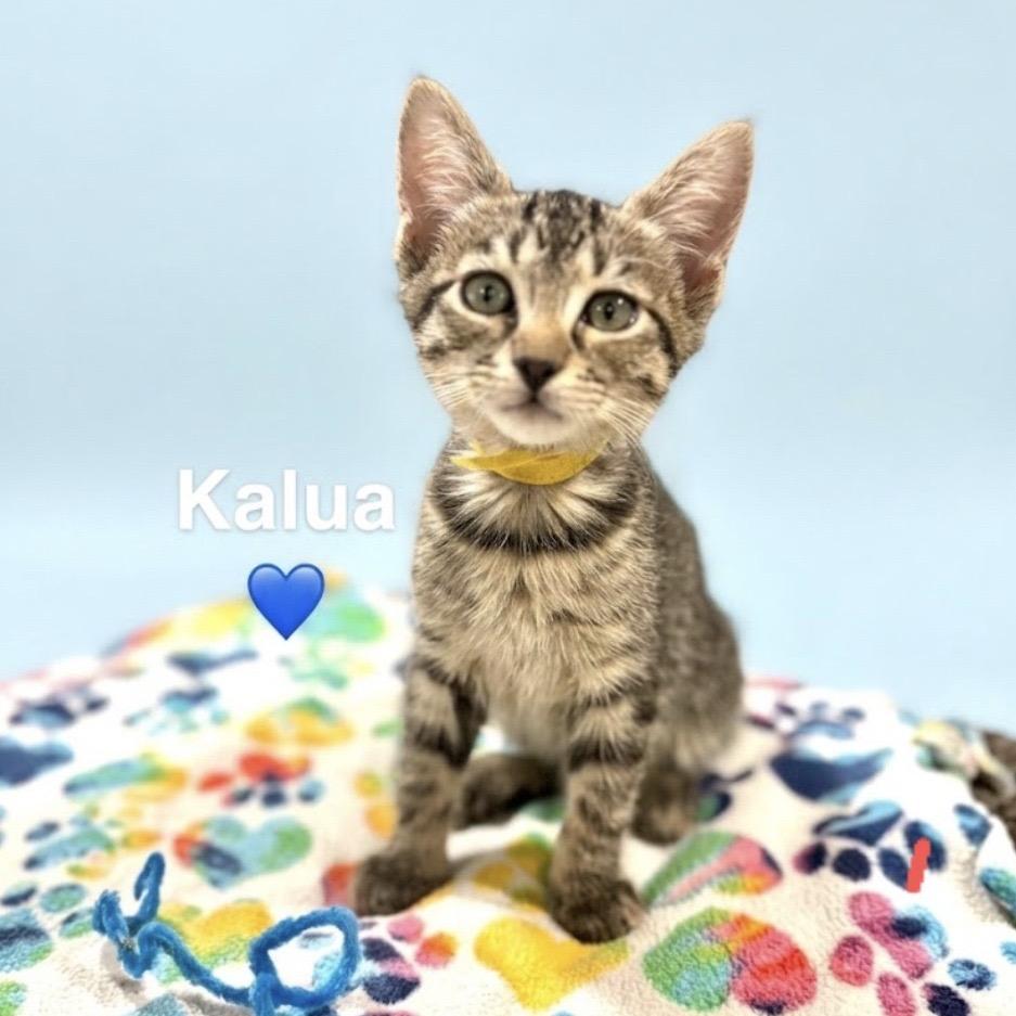 Kalua, Adoptable, Kitten Male Domestic Short Hair.