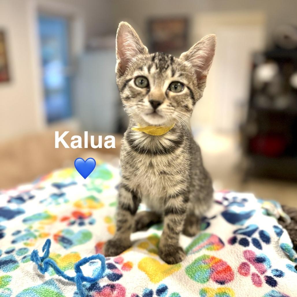 Enlarge Kalua, a Adoptable Domestic Short Hair in Peachtree City, GA image 2/3