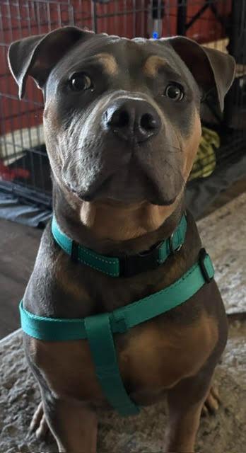 Sully, Adoptable, Puppy Male American Bulldog.
