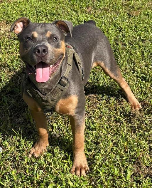 Enlarge Sully, a Adoptable American Bulldog in Fort Myers, FL image 2/2