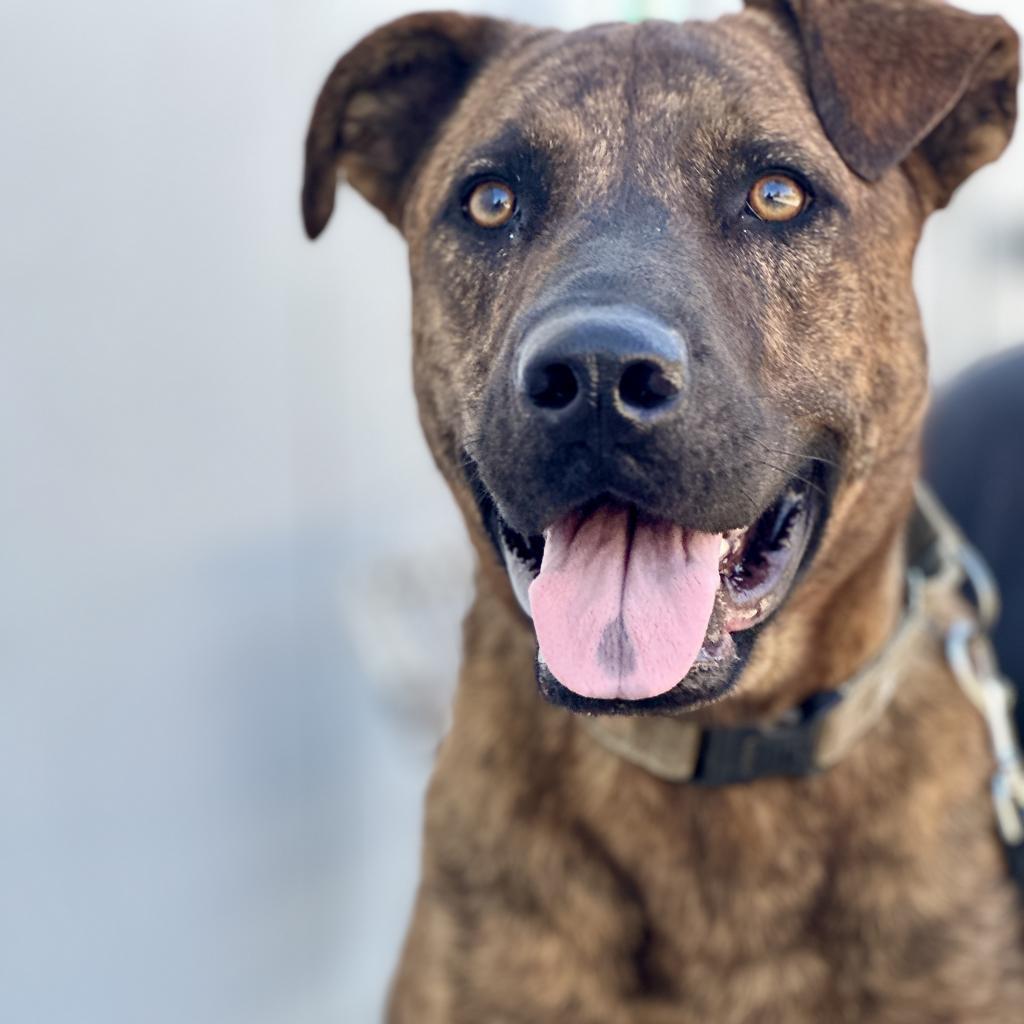 Puzzle, Adoptable, Adult Male Mastiff.