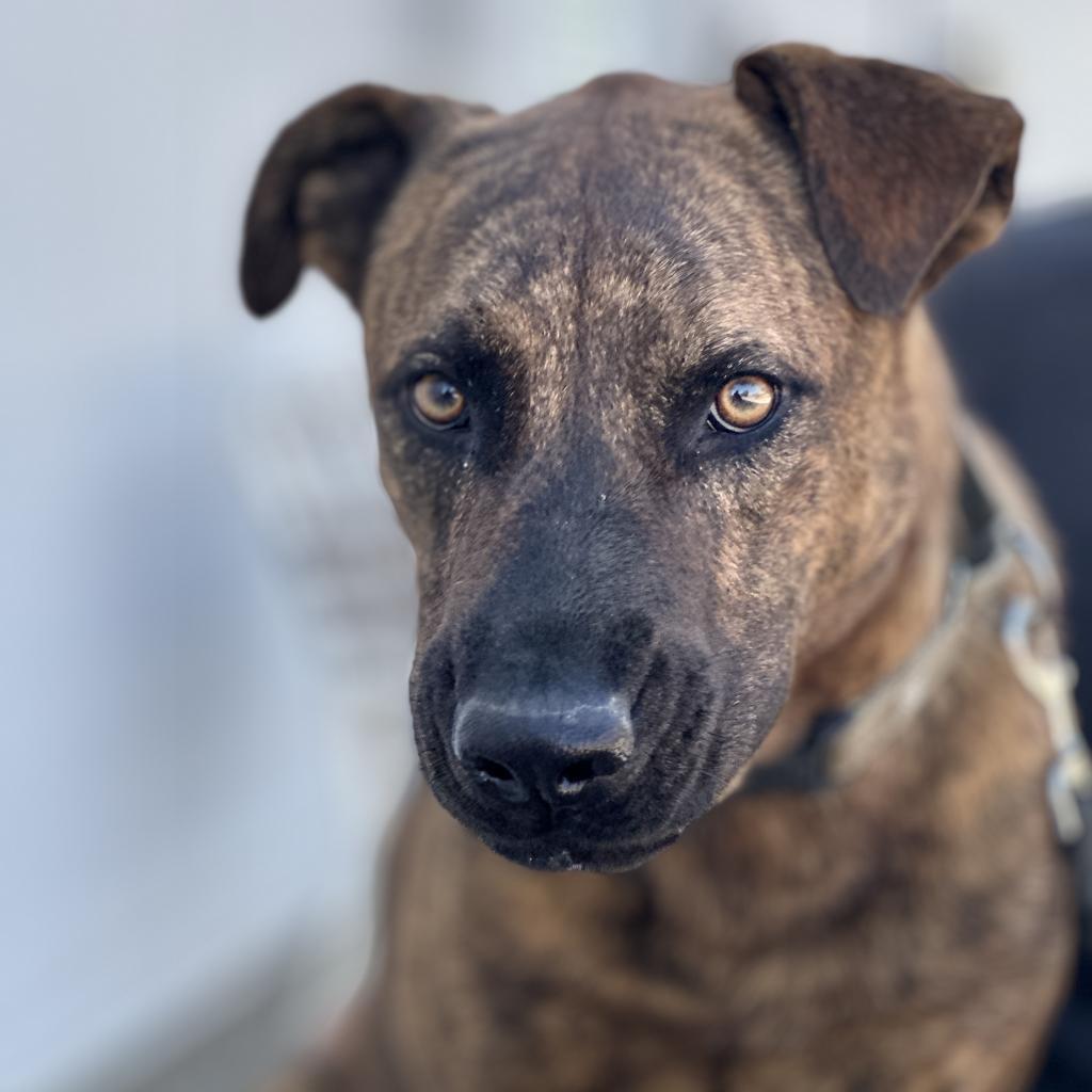 Enlarge Puzzle, a Adoptable Mastiff in Fresno, CA image 2/6