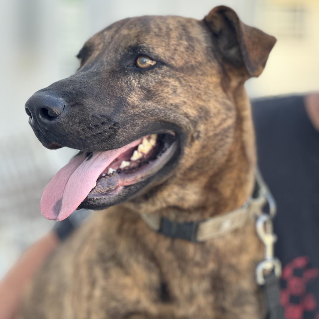 Enlarge Puzzle, a Adoptable Mastiff in Fresno, CA image 3/6