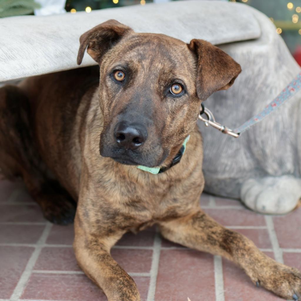 Enlarge Puzzle, a Adoptable Mastiff in Fresno, CA image 4/6