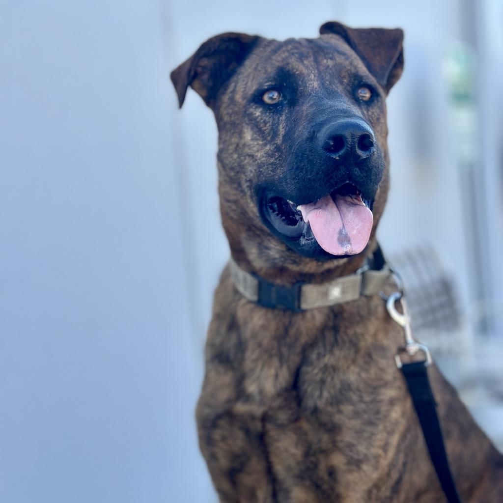 Enlarge Puzzle, a Adoptable Mastiff in Fresno, CA image 6/6