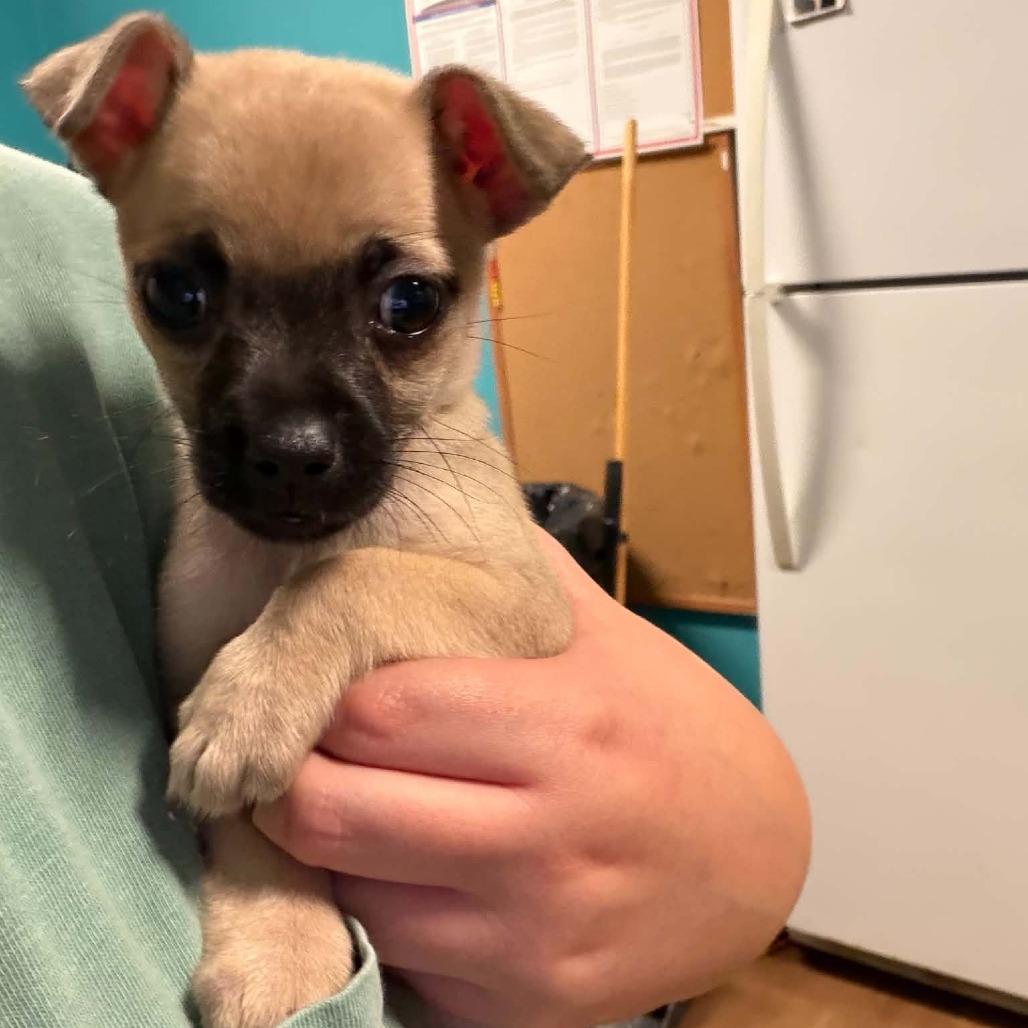 Patricia, Adoptable, Puppy Female Chihuahua.