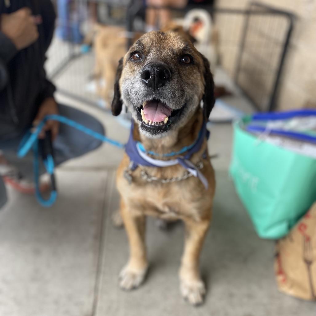 Belvedere, a Adoptable mixed breed in Escondido, CA image 2/5