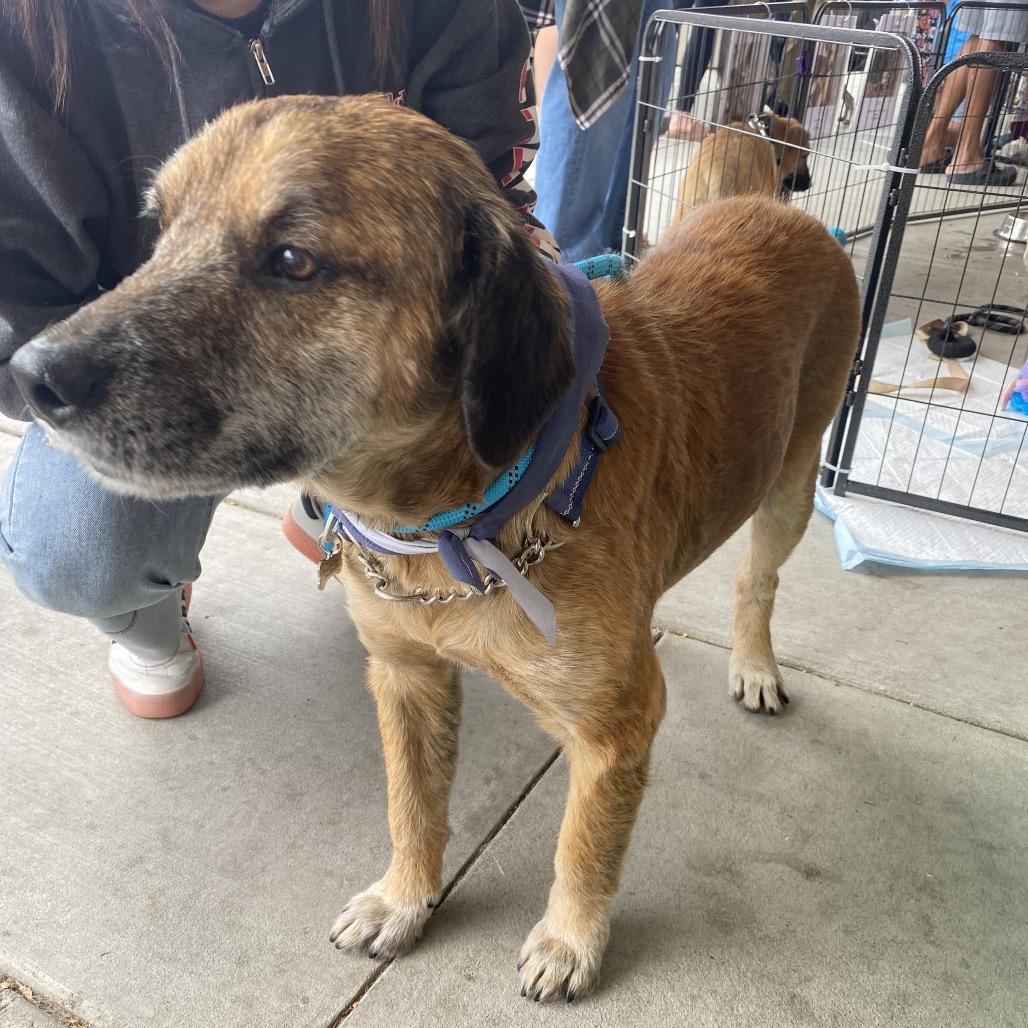 Belvedere, a Adoptable mixed breed in Escondido, CA image 3/5