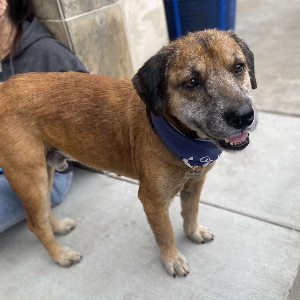 Belvedere, a Adoptable mixed breed in Escondido, CA image 5/5