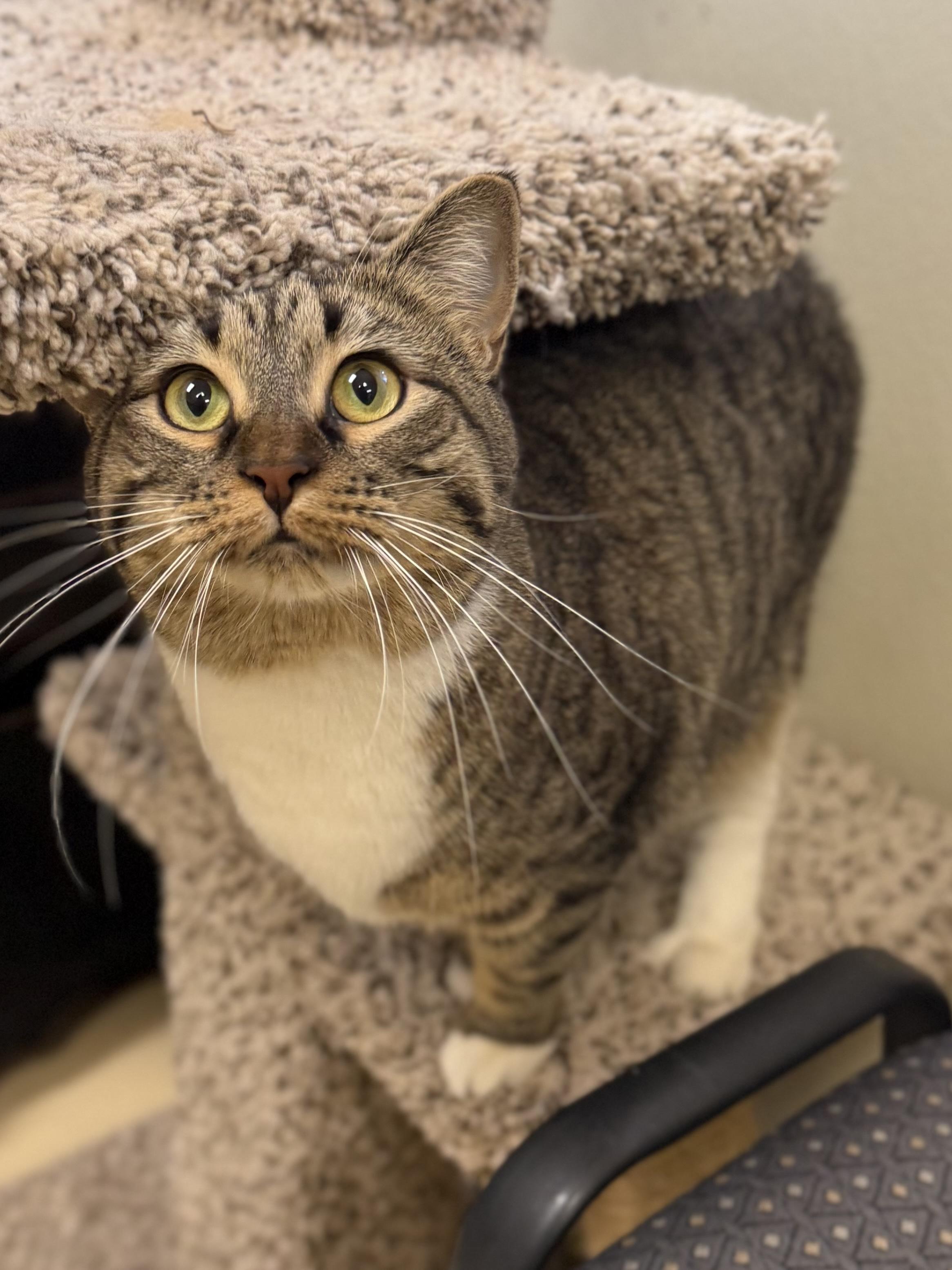 Pepper, ADOPTABLE, Young Female Domestic Short Hair.