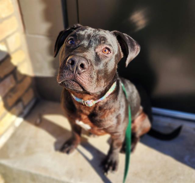 Enlarge BOSS, a Adoptable mixed breed in Minneapolis, MN image 1/1