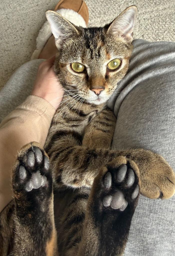 Enlarge RILEY, a Adoptable mixed breed in Wintersville, OH image 1/3