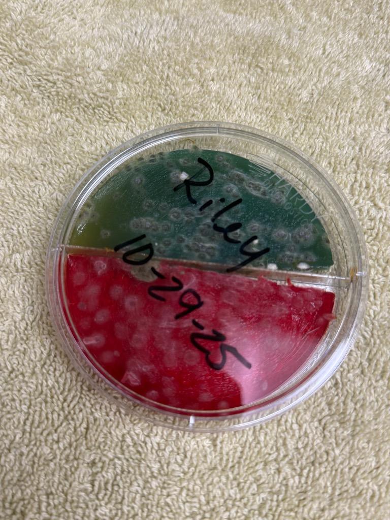 Enlarge RILEY, a Adoptable mixed breed in Wintersville, OH image 2/3