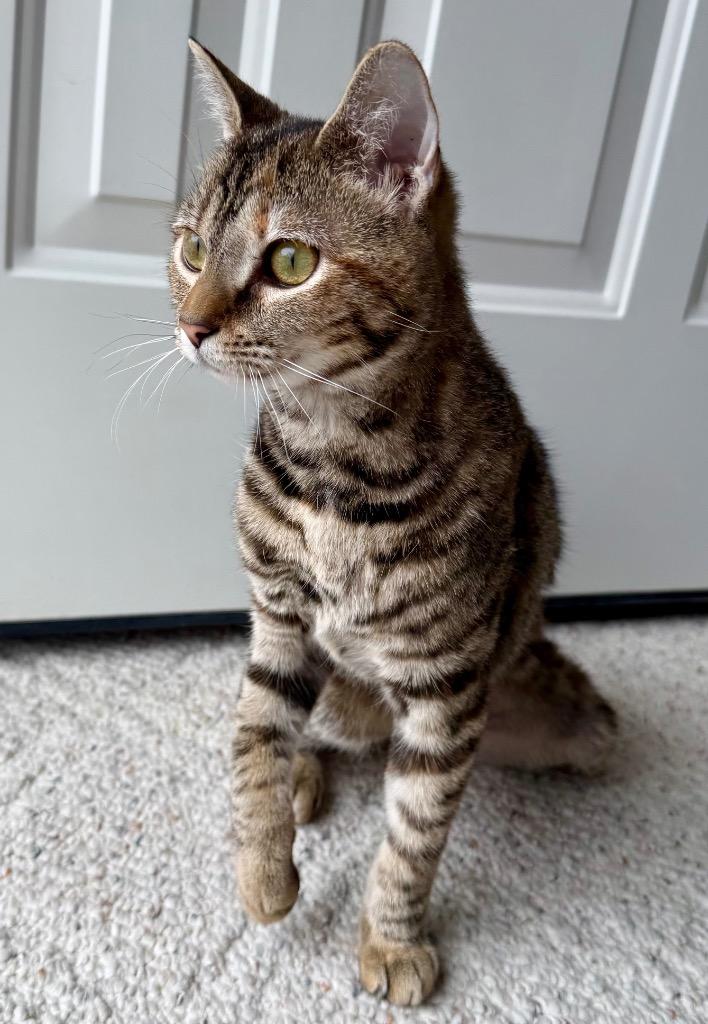 Enlarge RILEY, a Adoptable mixed breed in Wintersville, OH image 3/3