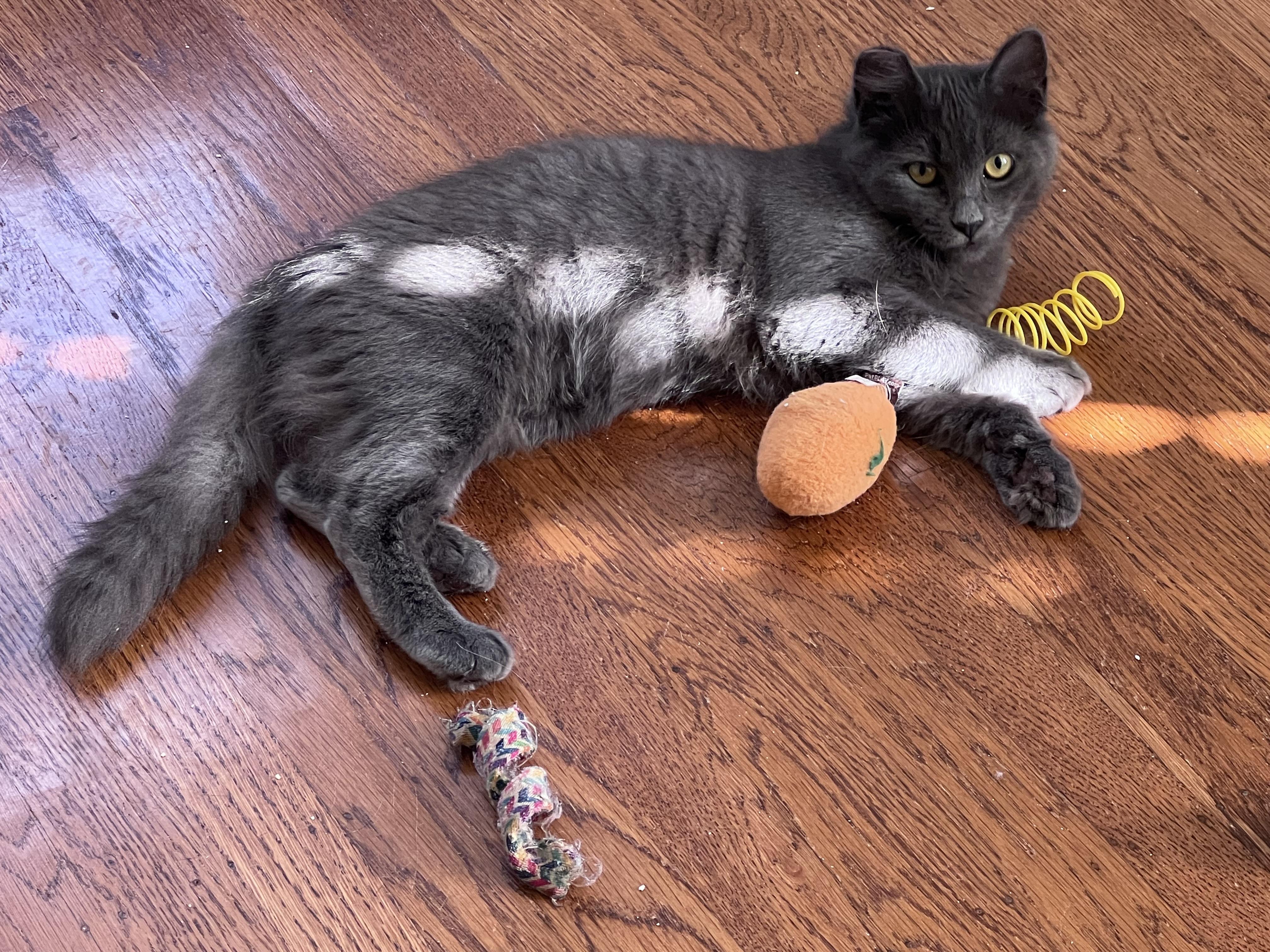 Dustie Bunny, Adoptable, Young Female Domestic Long Hair & Russian Blue.