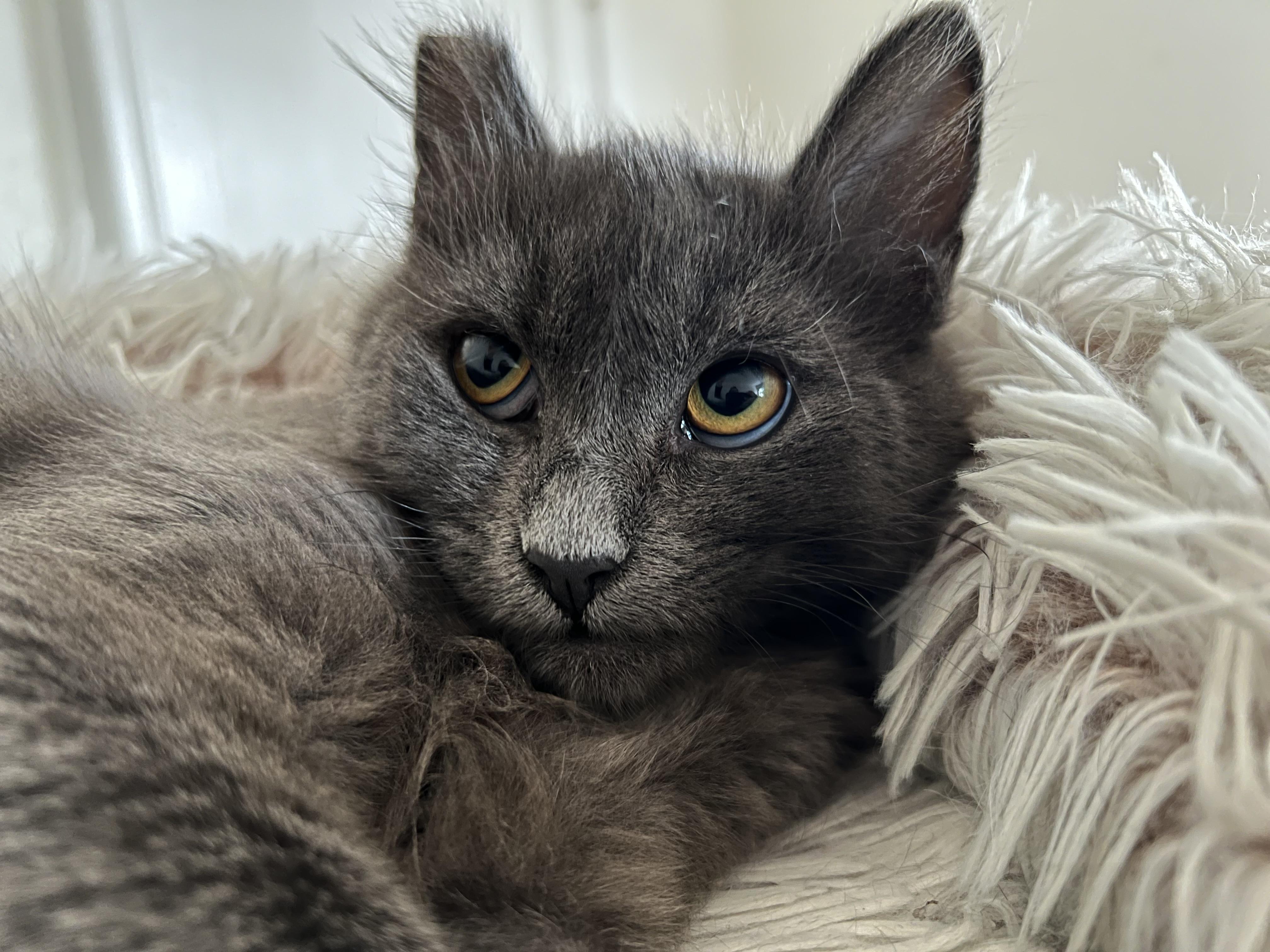 Enlarge Dustie Bunny, a Adoptable mixed breed in Pullman, WA image 2/6