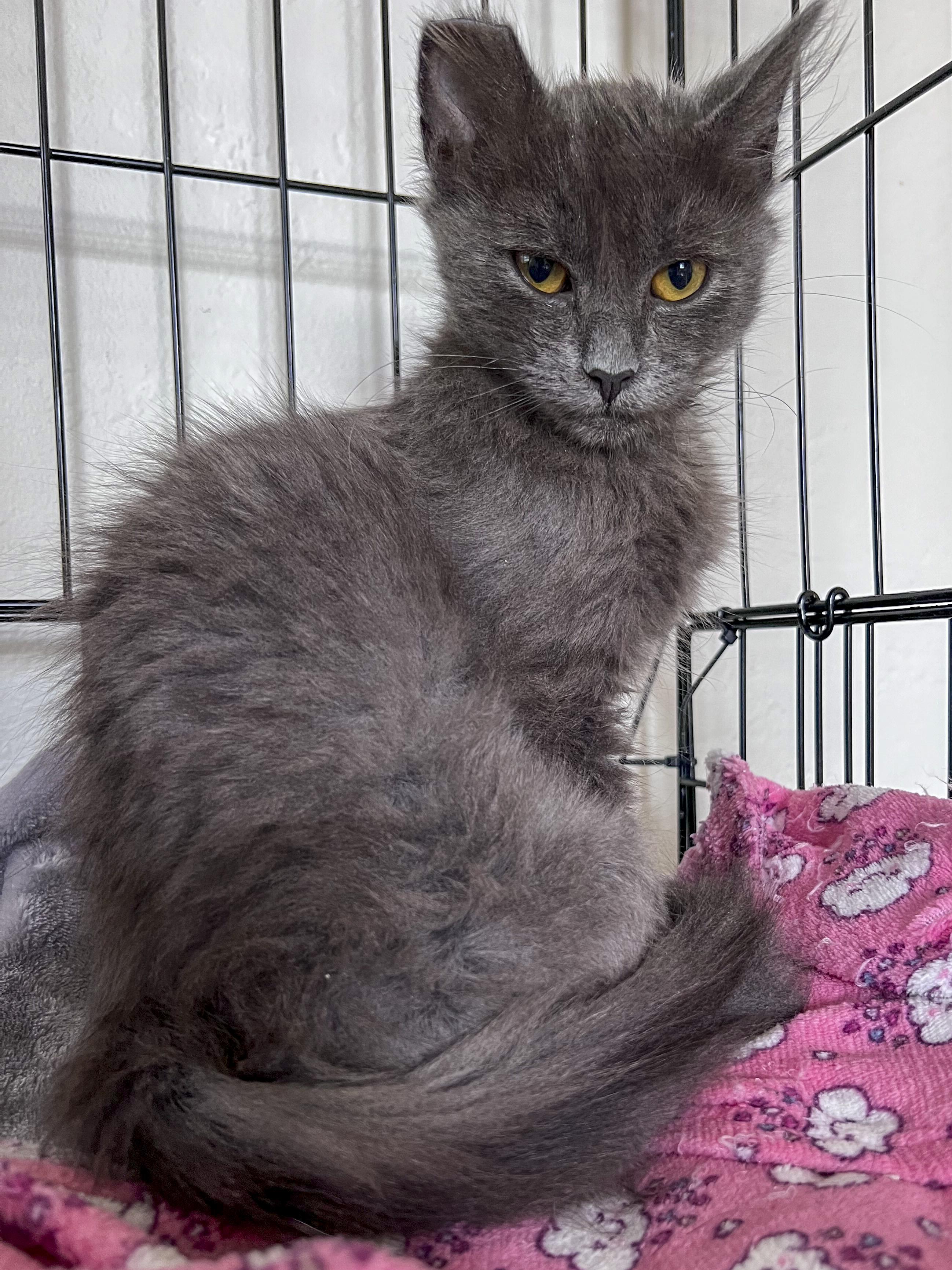 Enlarge Dustie Bunny, a Adoptable mixed breed in Pullman, WA image 3/6