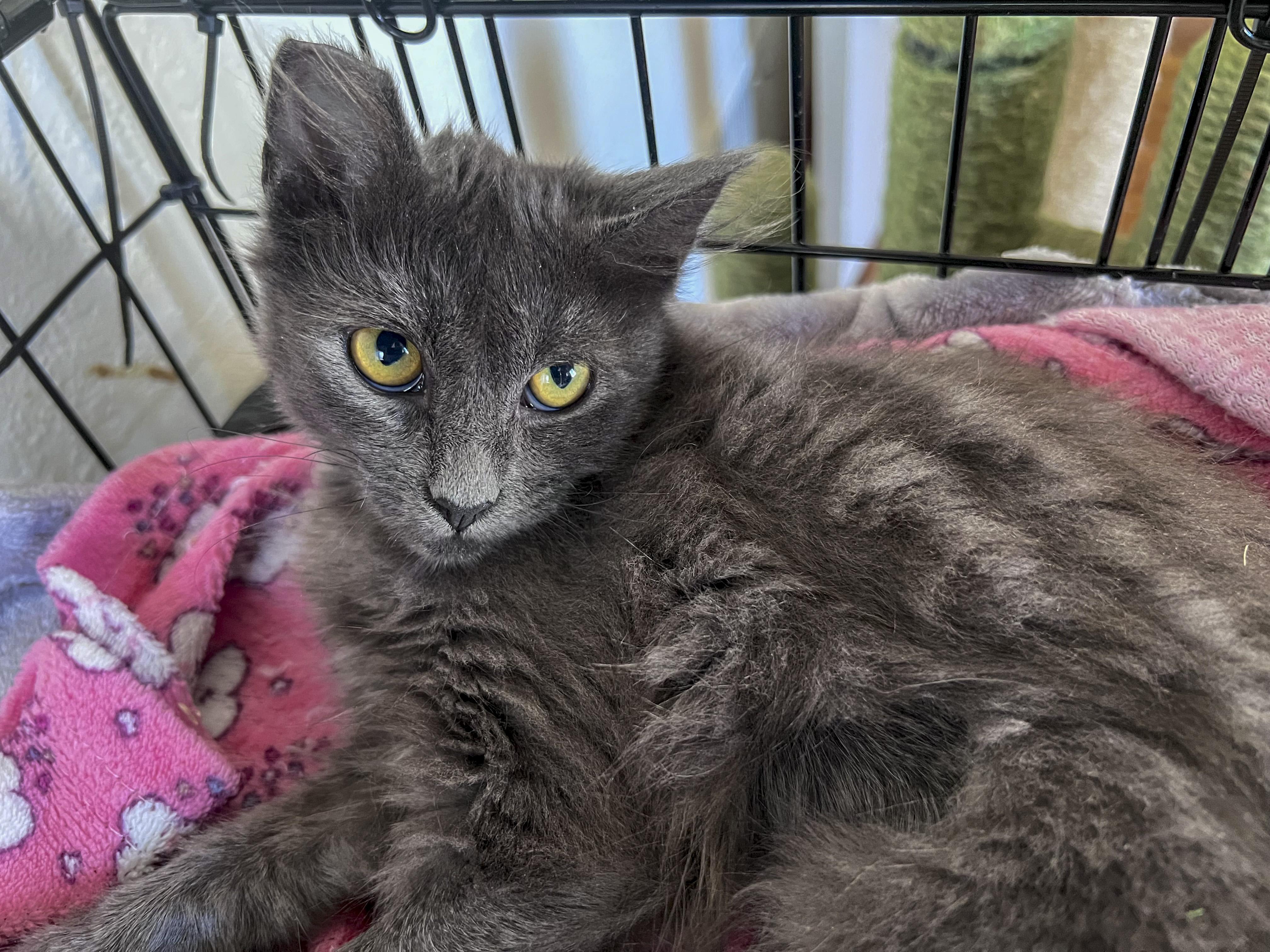 Enlarge Dustie Bunny, a Adoptable mixed breed in Pullman, WA image 4/6