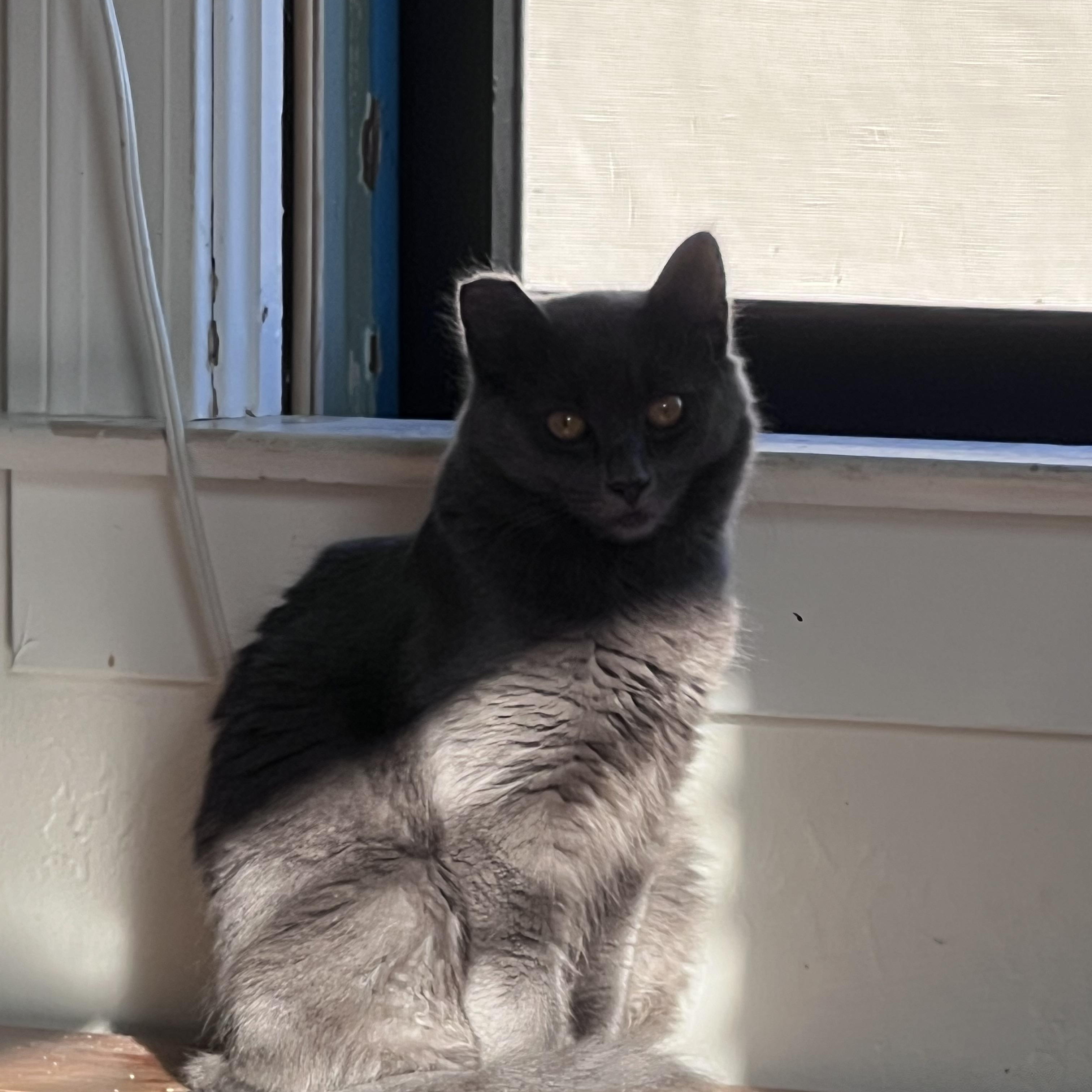 Enlarge Dustie Bunny, a Adoptable mixed breed in Pullman, WA image 5/6