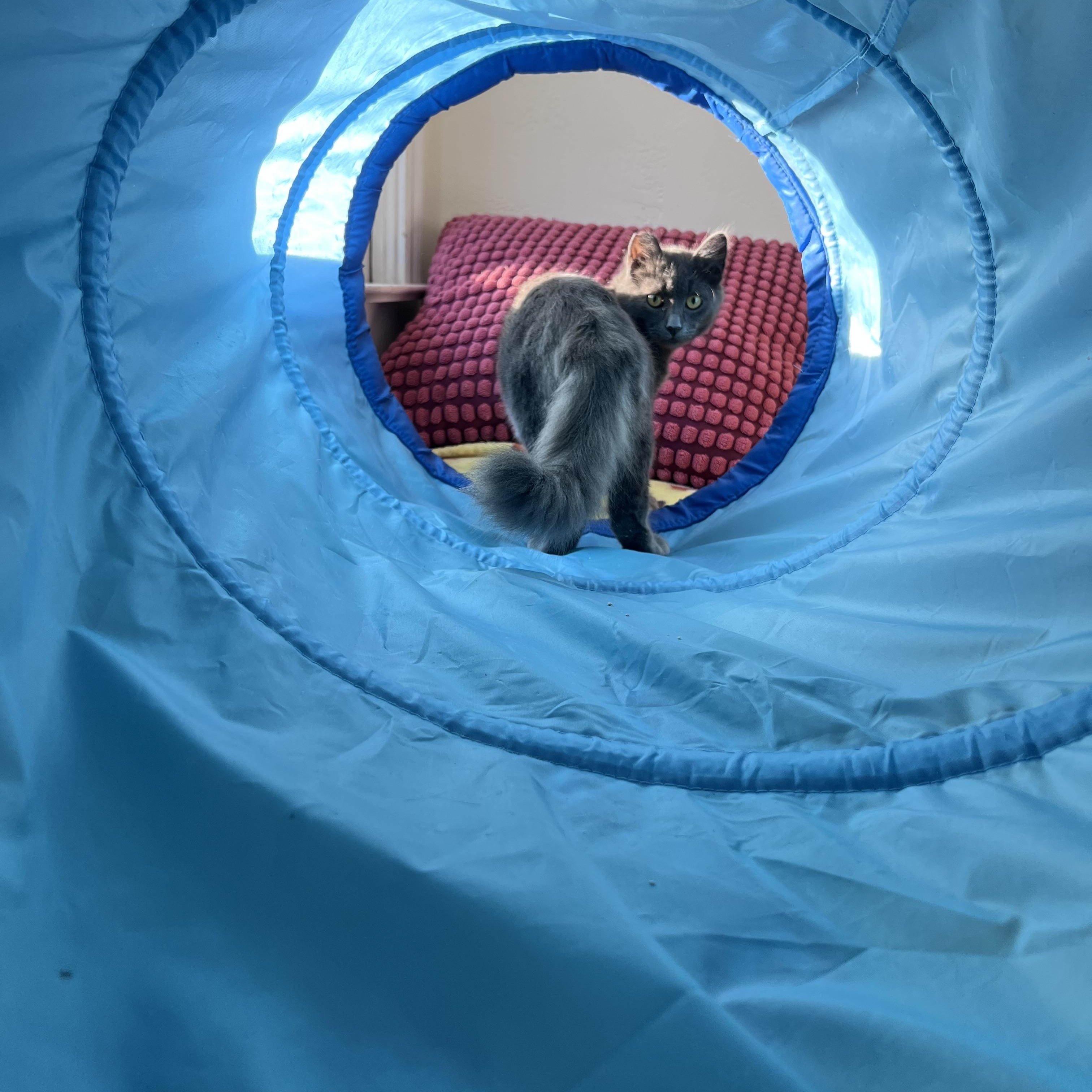 Enlarge Dustie Bunny, a Adoptable mixed breed in Pullman, WA image 6/6