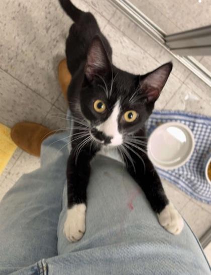 Carter, Adoptable, Kitten Male Domestic Short Hair & Domestic Short Hair.