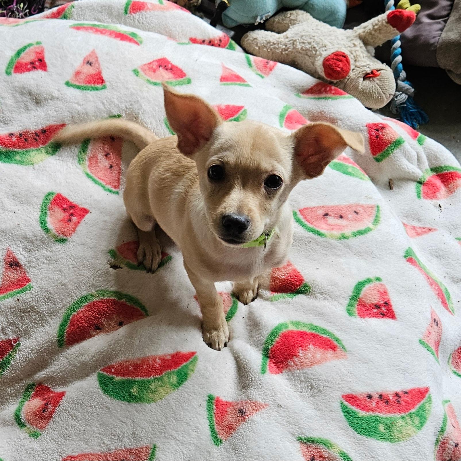 Daphne, a ADOPTABLE mixed breed in clayton , CA image 2/3