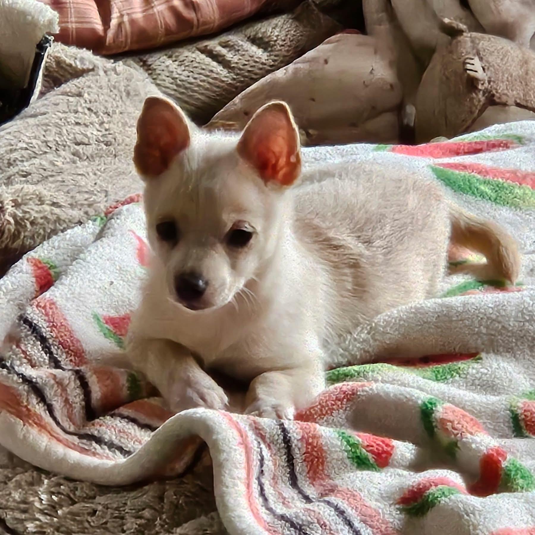 Daphne, ADOPTABLE, Puppy Female Chiweenie & Pomeranian.