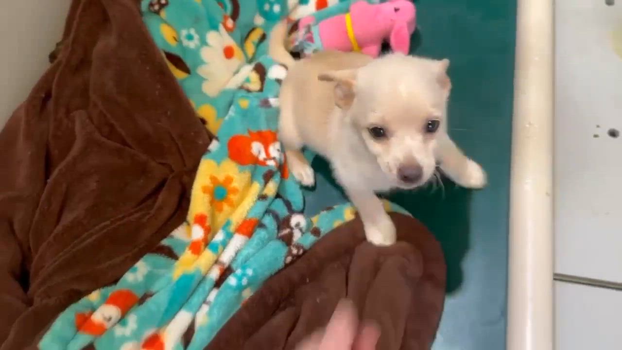 Enlarge Daphne, a ADOPTABLE mixed breed in clayton , CA video 3/3