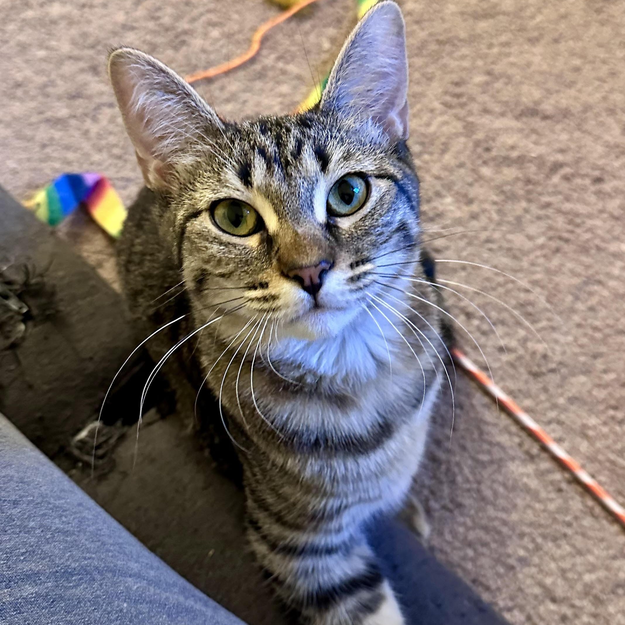 Enlarge Fiona Bell, a Adoptable Domestic Short Hair in Denver, CO image 2/6