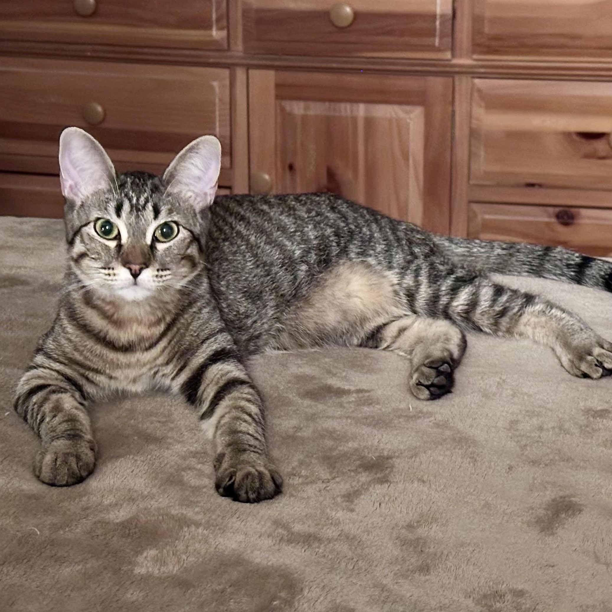 Enlarge Fiona Bell, a Adoptable Domestic Short Hair in Denver, CO image 1/6